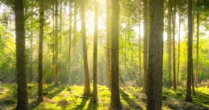 Read more about the article Agriculture Tips: आपको करोड़पति बना सकता है ये पेड़, घर बैठे हो जाएंगे मालामाल, जानें कैसे है ये मुमकिन