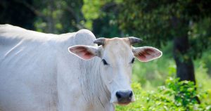 Read more about the article गाय का दूध अमृत लेकिन आयुर्वेद में इन गायों का दूध पीना है मना, फायदे के बजाय होता है नुकसान! cow milk is nectar but ayurveda advice to avoid these cows milk due to harmful effect