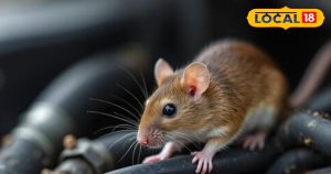 Read more about the article गाड़ी के बोनट पर धमा-चौकड़ी मचाते हैं चूहे, कुतरते हैं तार-सेंसर? ऐसे बचेगा हजारों का नुकसान!