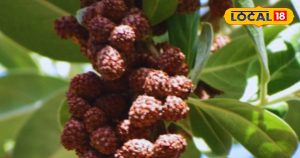 Read more about the article पर्स में रुद्राक्ष रखने से कैसे खुलते हैं धन और समृद्धि के द्वार, कभी नहीं होगी पैसों की कमी, जानिए पूरी विधि – Uttarakhand News