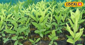 Read more about the article Business Idea: करोड़पति बनना है तो लगा दें ये पेड़, खेती में मेहनत भी काफी कम, विदेशों तक है डिमांड