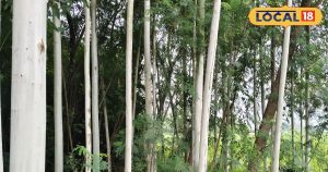 Read more about the article Business idea: जल्द बनना है अमीर तो करें इस पौधे की खेती, कुछ ही साल बाद बरसेगा खूब पैसा, करोड़ों का होगा मुनाफा!