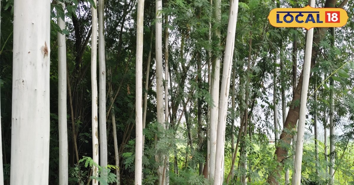 You are currently viewing Business idea: जल्द बनना है अमीर तो करें इस पौधे की खेती, कुछ ही साल बाद बरसेगा खूब पैसा, करोड़ों का होगा मुनाफा!