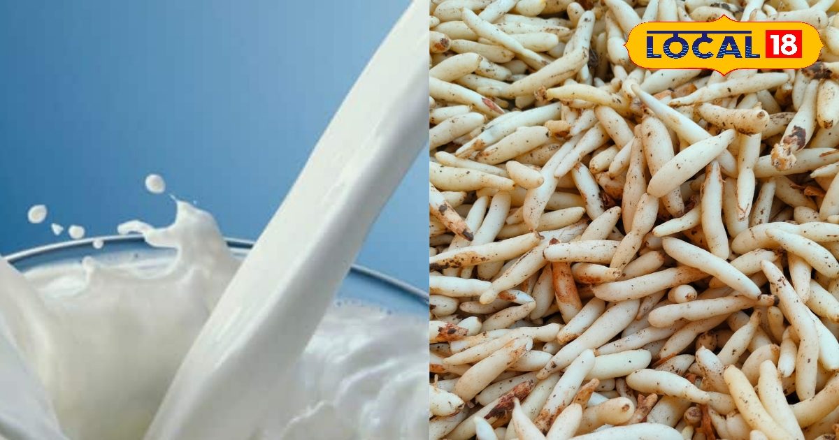 You are currently viewing ठंड में फुर्ती और ताकत का अचूक नुस्खा, दूध में मिलाएं एक चम्मच सफेद मूसली…फिर देखें कमाल