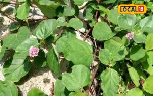 Read more about the article गुर्दे हो गए हैं खराब! बचा सकती है इस घास की चाय, पानी निकालने में एक्सपर्ट…इन जगहों पर आसानी से मिल जाएगी