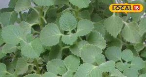 Read more about the article डायबिटीज कंट्रोल से लेकर Skin Problems तक… अजवाइन का यह तरीका कर देगा काम, ऐसे करें इस्तेमाल – Uttar Pradesh News