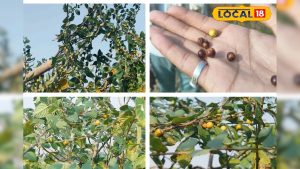 Read more about the article सिर्फ ठंड में मिलता है ये फल, जंगलों से ढूंढ-ढूंढकर लाते हैं लोग, खाने में होता है खट्टा-मीठा, जानें फायदे