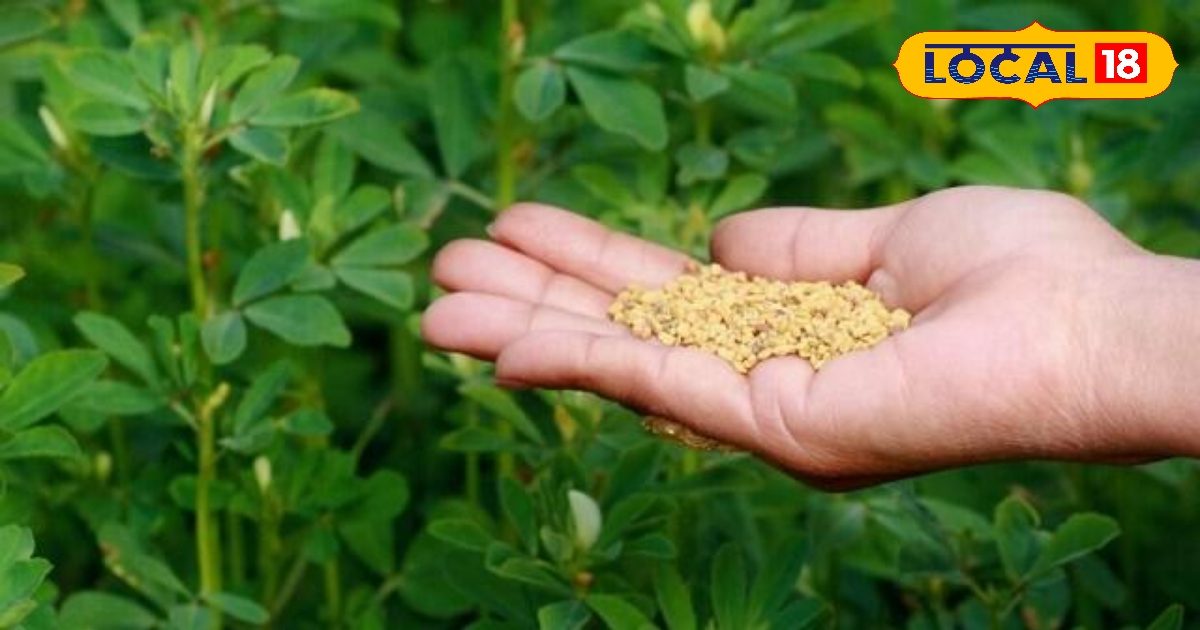 You are currently viewing सेहत के लिए अमृत है मेथी का साग, सर्द मौसम में भरकर खाएं, इन रोगों से मिलेगा छुटकारा