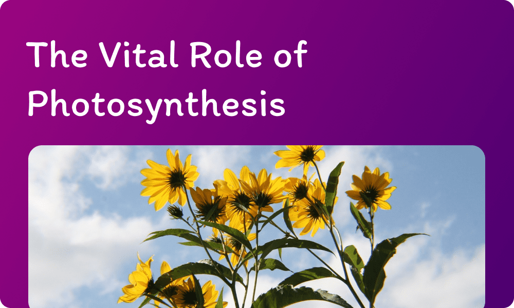 You are currently viewing The Vital Role of Photosynthesis
